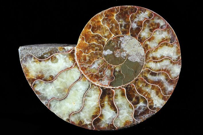 Agatized Ammonite Fossil (Half) - Madagascar #83845